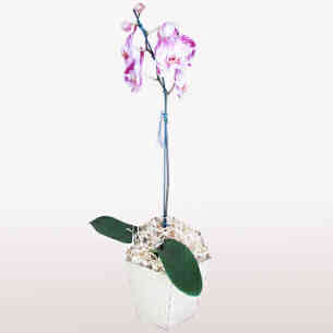 Orquídea Phalaenopsis 2..