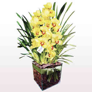 Vaso de orquídea Cynbidiu..
