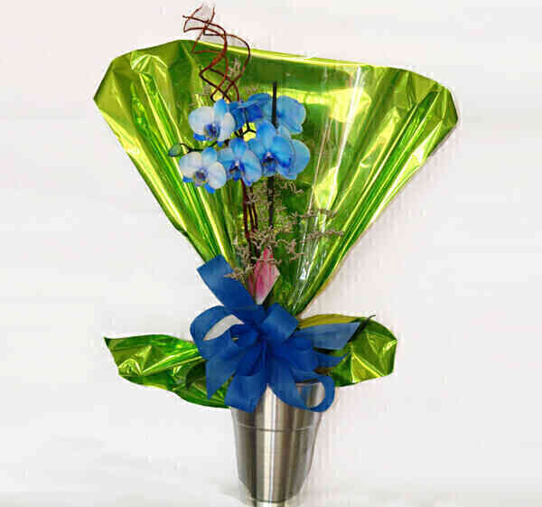 Vaso de orquídea phalaeno..
