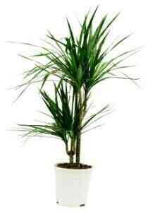 DRACAENA..