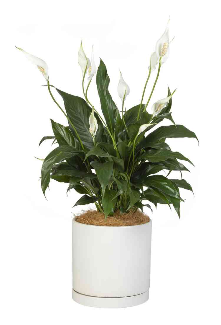 White Peace Lily..