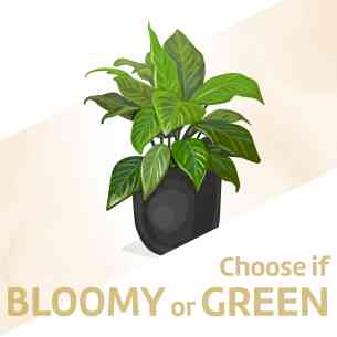 Single Green Plant..