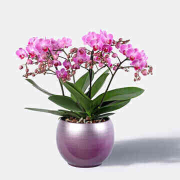 Orchidee-Grand-Magnifique..