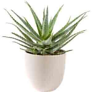 PLANTS ALOE VERA PLANT IN..