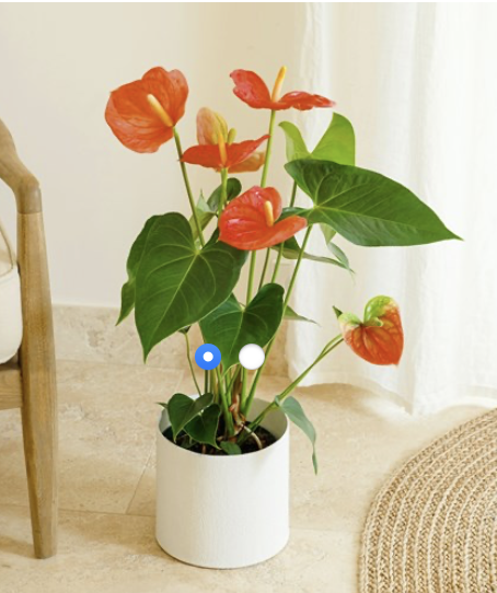 Red Anthurium..