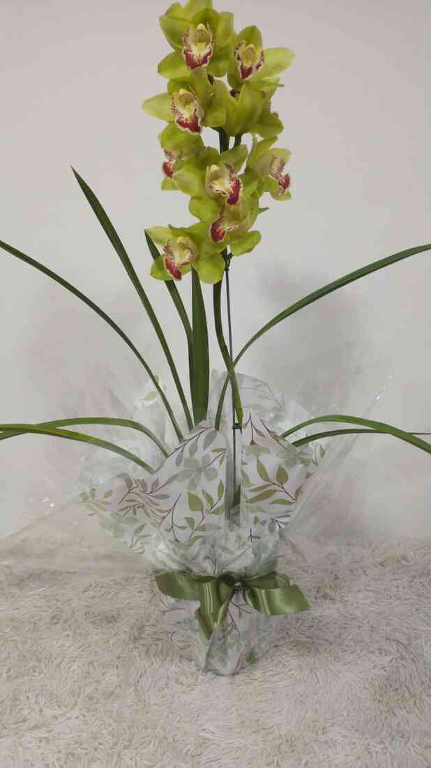 Orquidea Cymbidium Verde ..